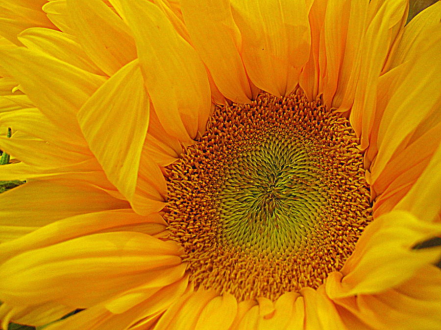 Flower Digital Art - Sunflower 2 by Bonita Brandt