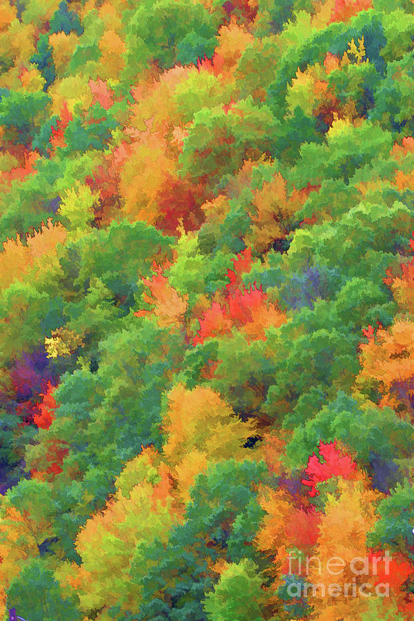 Brilliant Fall Colors Trees  Photograph by Chuck Kuhn