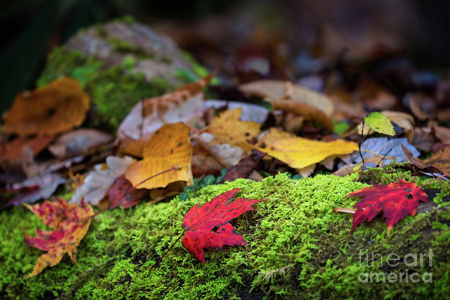 Brilliant Fall Foliage Photograph by Doug Sturgess