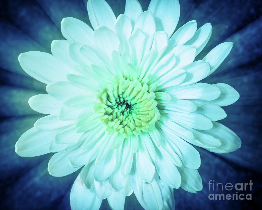 Brilliant Flower Abstract Botanical / Nature / Floral Photograph Photograph by PIPA Fine Art - Simply Solid