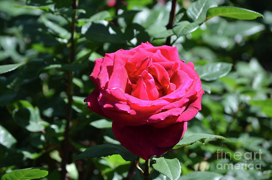 Brilliant Flowering Red Rose Blossom on a Summer Day Photograph by DejaVu Designs