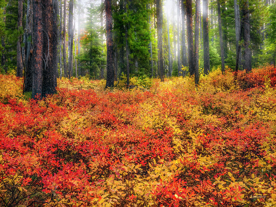 Brilliant Forest Serenity Photograph by Leland D Howard