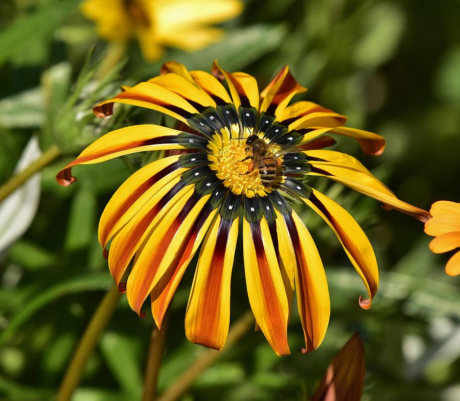 Brilliant Gazania with Bee 1 Photograph by Linda Brody