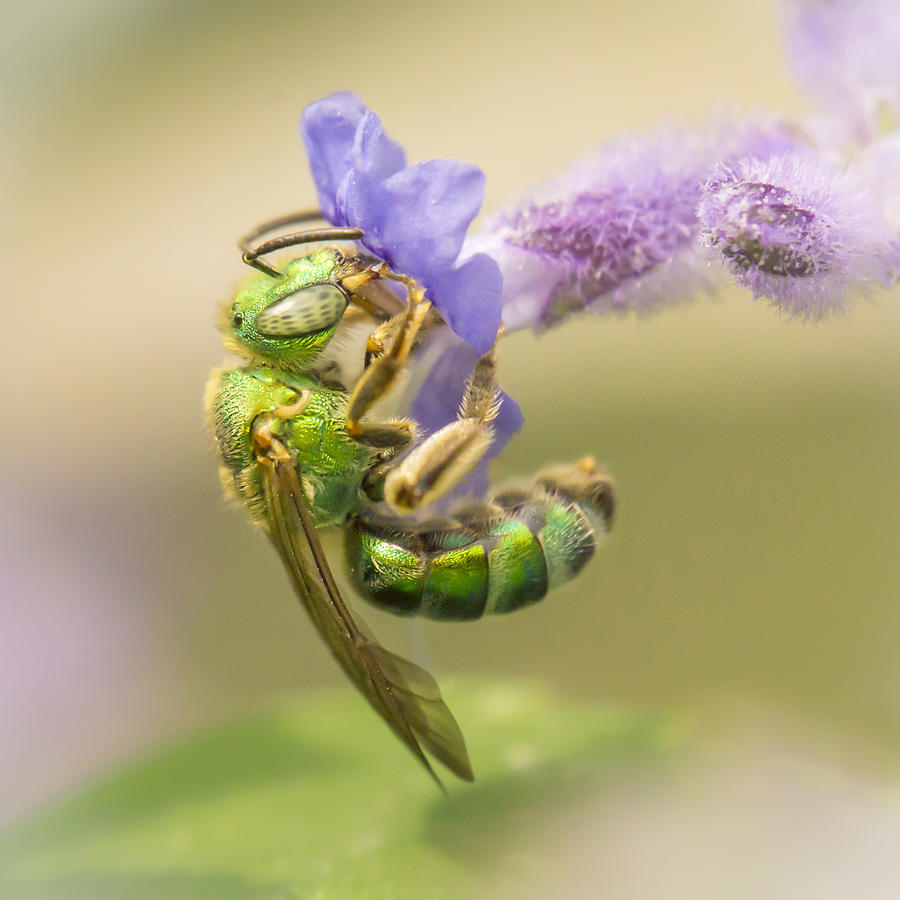 Insects Photograph - Brilliant Green Bee by Jim Hughes