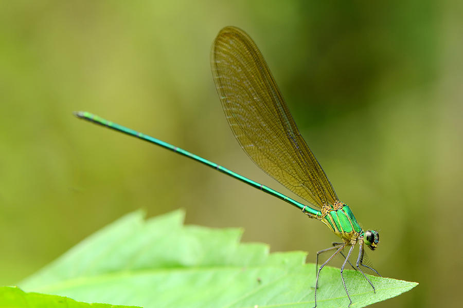 Brilliant green dragonfly. Photograph by Areeya Yodplob - Fine Art America