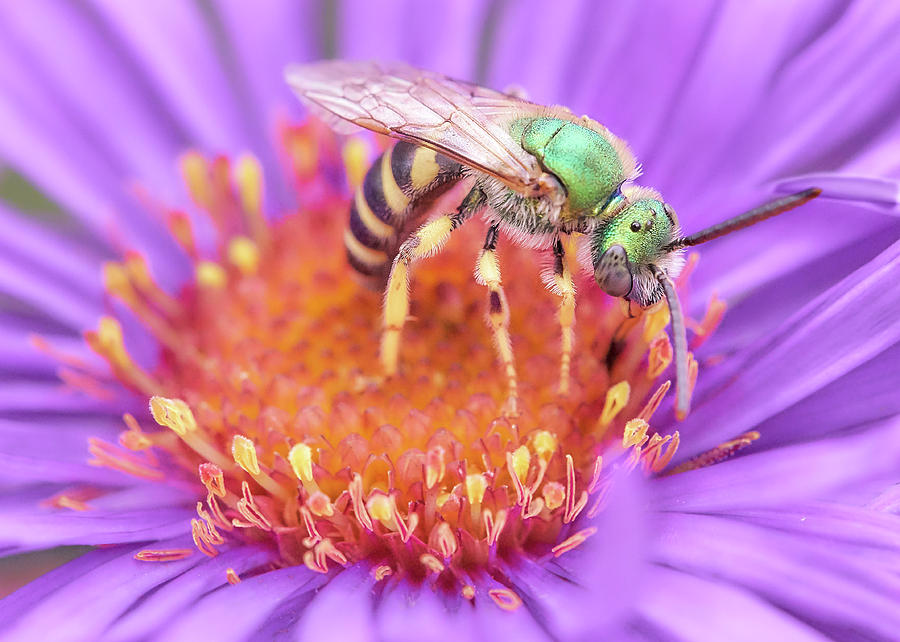 Brilliant Green Halactid bee  on Aster Photograph by Jim Hughes