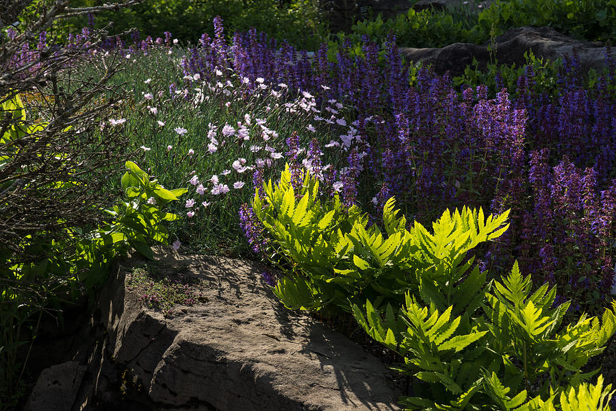Brilliant Green Sunshine - Sunlit Garden in Purples and Greens Photograph by Georgia Mizuleva