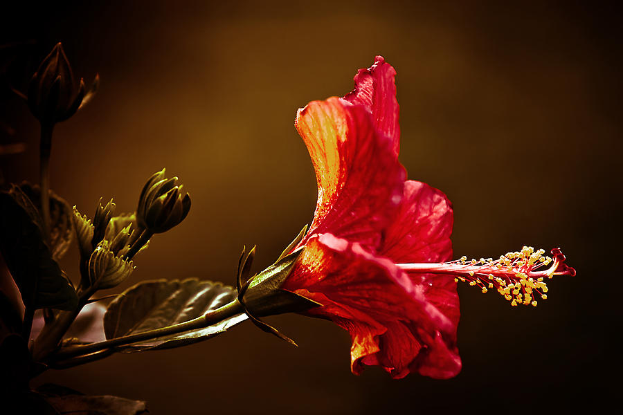 Brilliant Hibiscus Photograph by Keith Allen