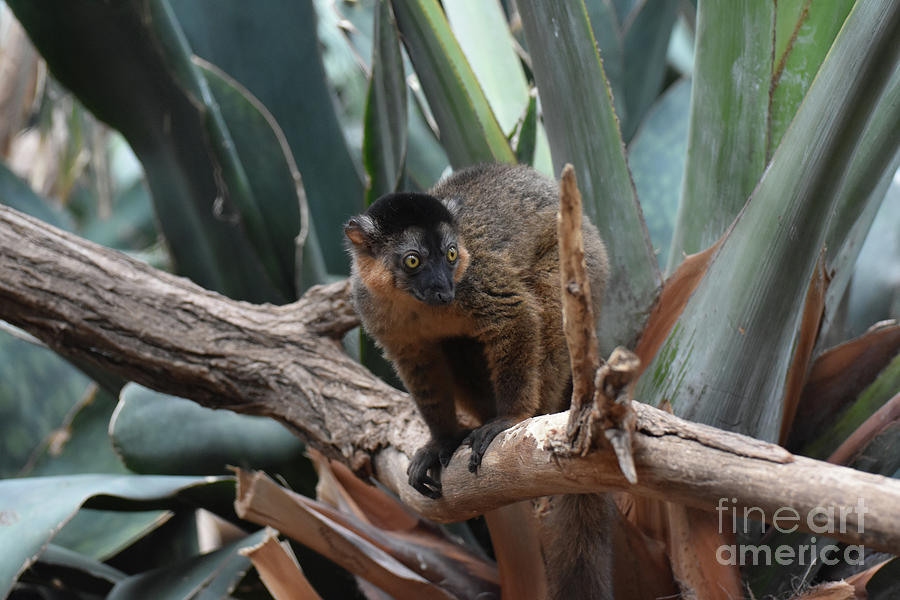 Brilliant Image of a Brown Collared Lemur Photograph by DejaVu Designs