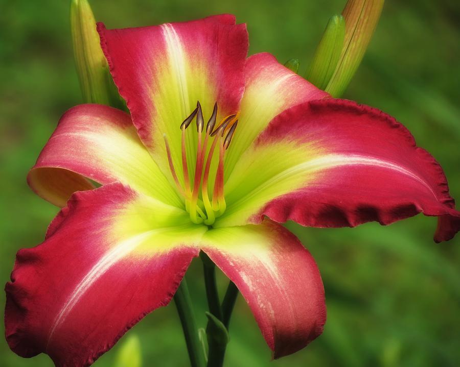 Lily Photograph - Brilliant Lily by MTBobbins Photography