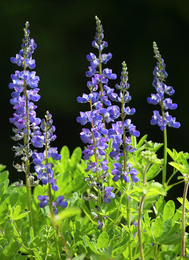 Brilliant Lupines Photograph by Elvira Butler