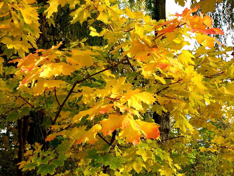Brilliant Maple Leaves Photograph