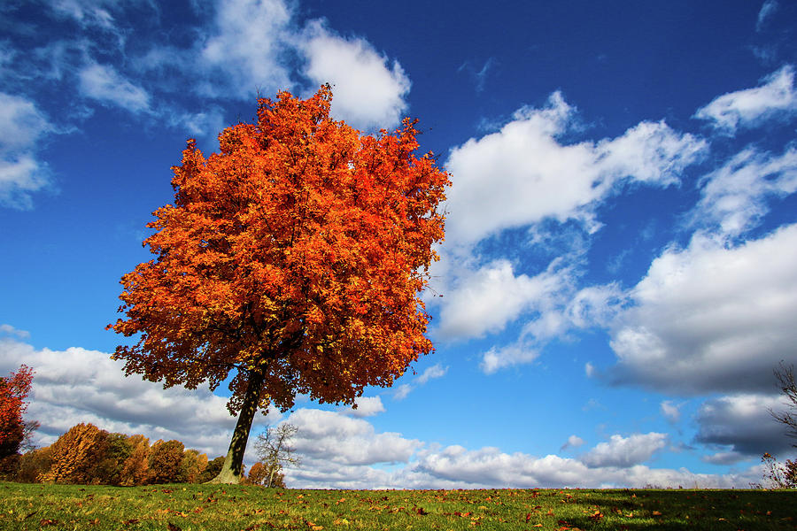 Brilliant Maple Tree Photograph by Robert Moorhead - Pixels