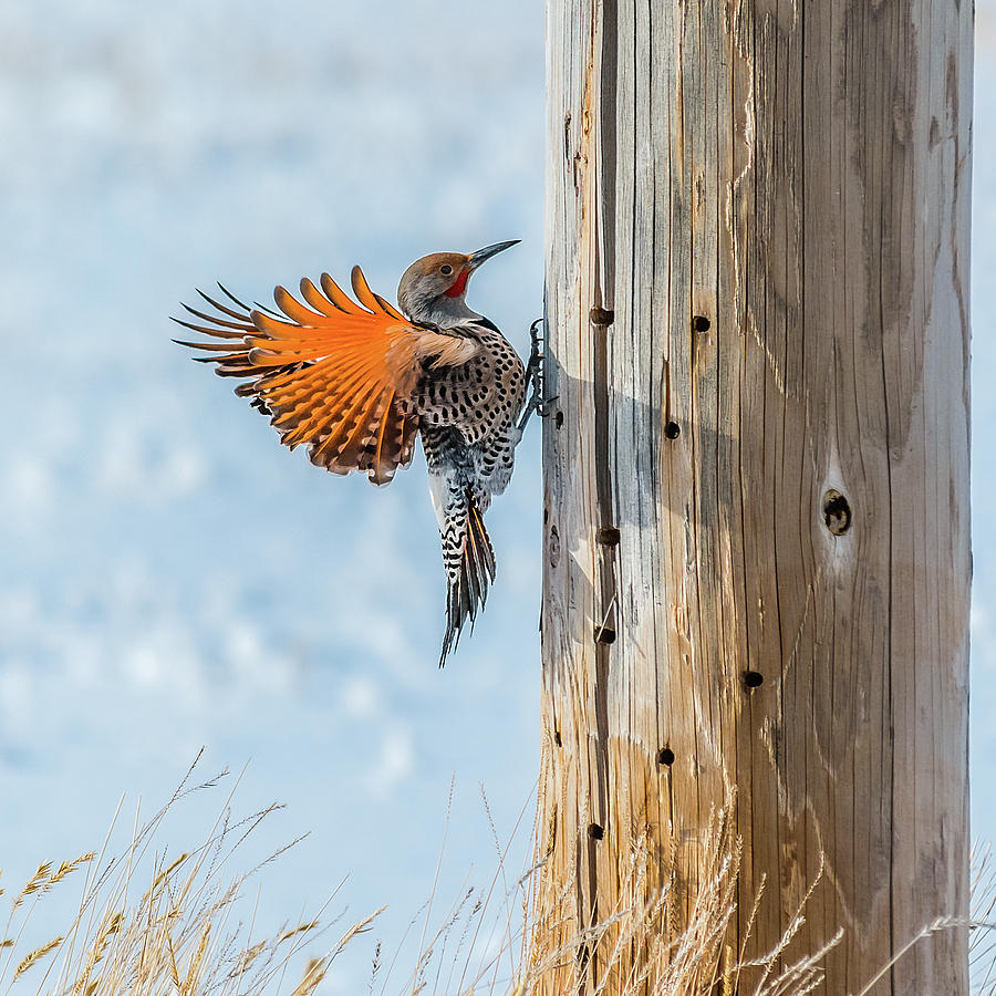 Brilliant Northern Flicker Woodpecker Photograph by Yeates Photography