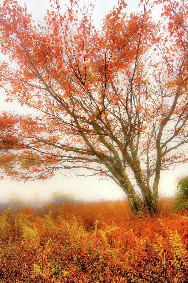 Brilliant Orange Autumn Fall Colors Tree Photograph by Dan Carmichael
