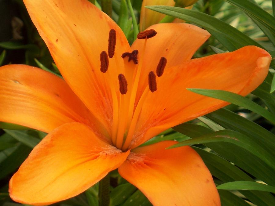 Nature Photograph - Brilliant Orange Lilly by Ellen B Pate