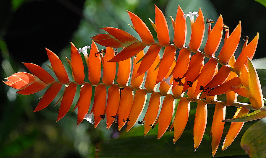 Brilliant Orange Nature Photograph by Steve Archbold