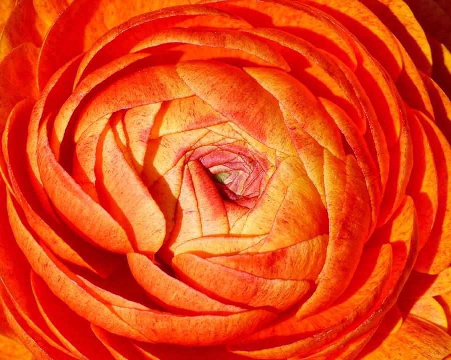 Brilliant Orange - Ranunculus Photograph by KJ Swan