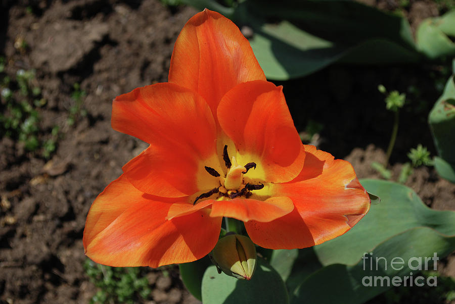 Brilliant Orange Tulip Flower Blossom Blooming in Spring Photograph by DejaVu Designs
