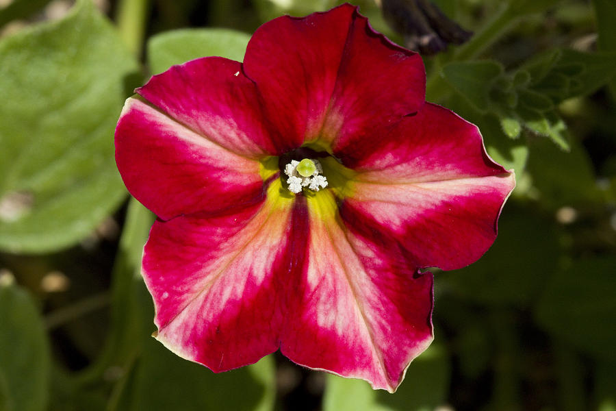 Flower Photograph - Brilliant Petunia by Vernis Maxwell