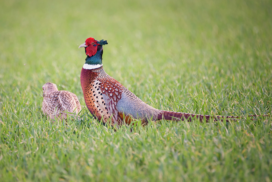 Brilliant Pheasant Photograph by Loree Johnson