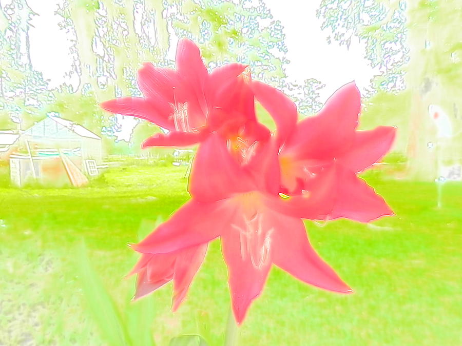 Brilliant Pink Crinum Lily Photograph by Belinda Lee