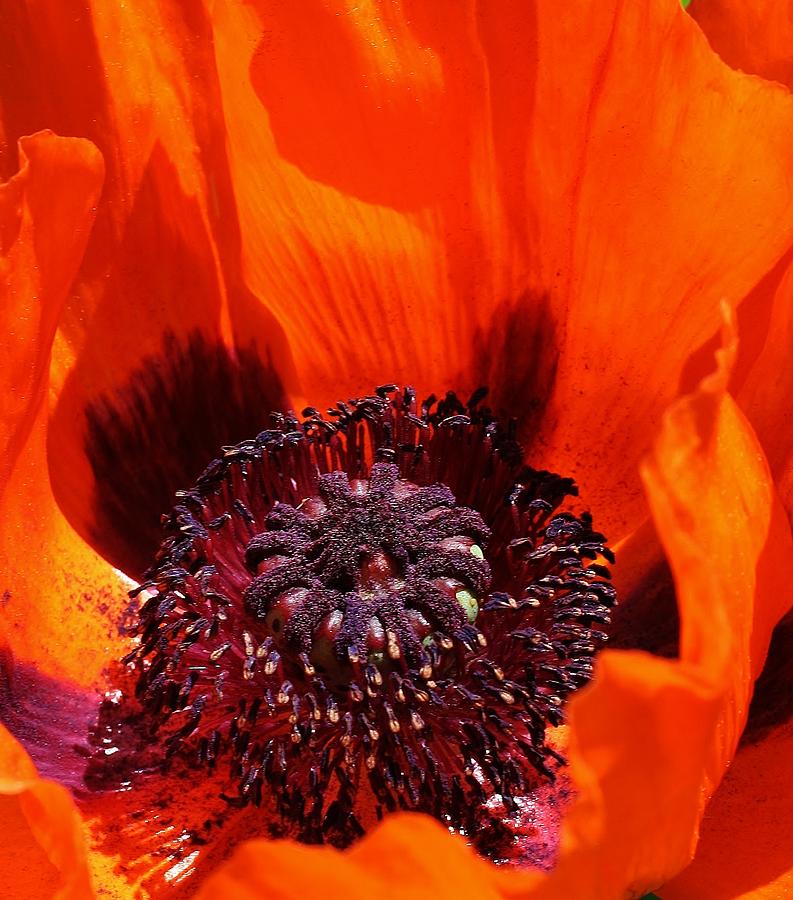 Brilliant Poppy Photograph by Bruce Bley
