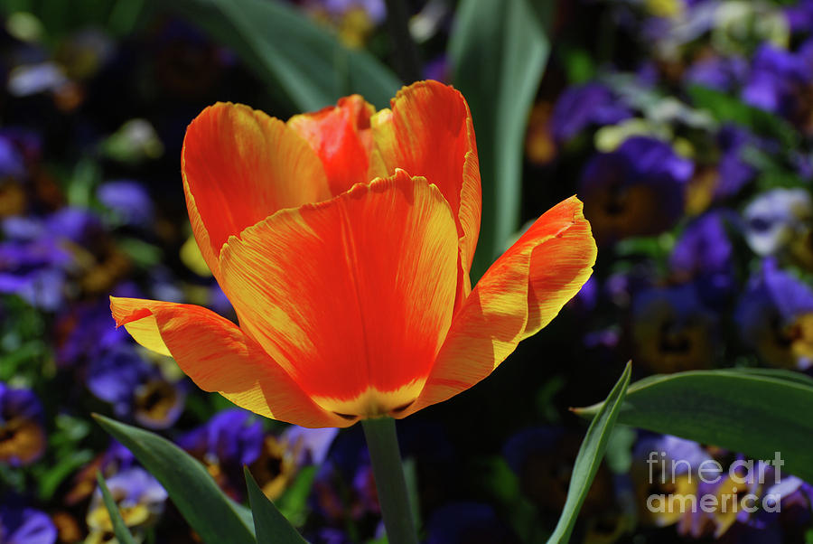 Brilliant Red and Yellow Striped Flowering Tulip Blossom Photograph by DejaVu Designs