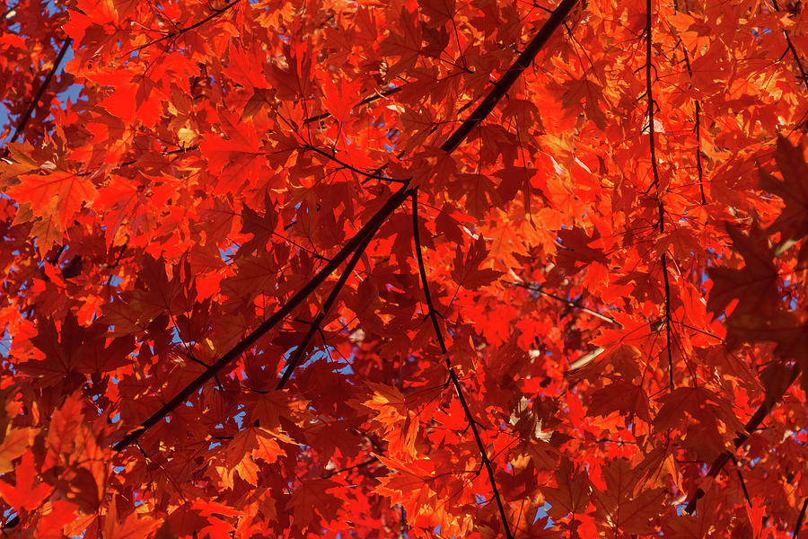 Brilliant Red Autumn Under the Maple Tree Photograph by Georgia Mizuleva