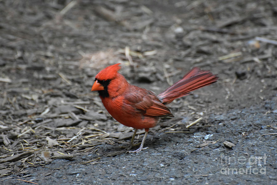 Brilliant Red Cardinal Walking Toward Mulch Photograph by DejaVu Designs