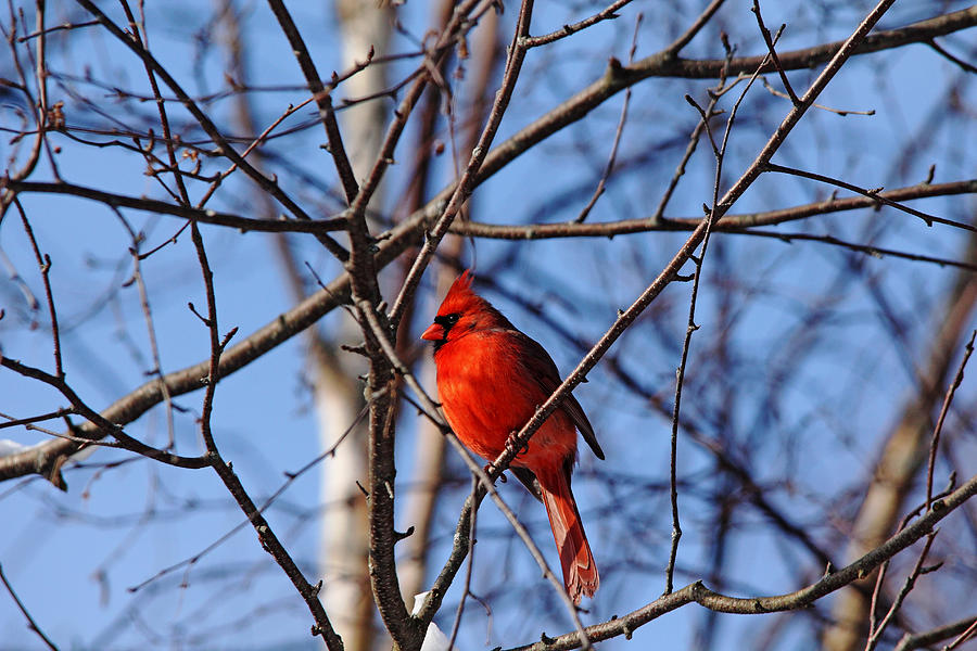 Cardinal Photograph - Brilliant Red by Debbie Oppermann