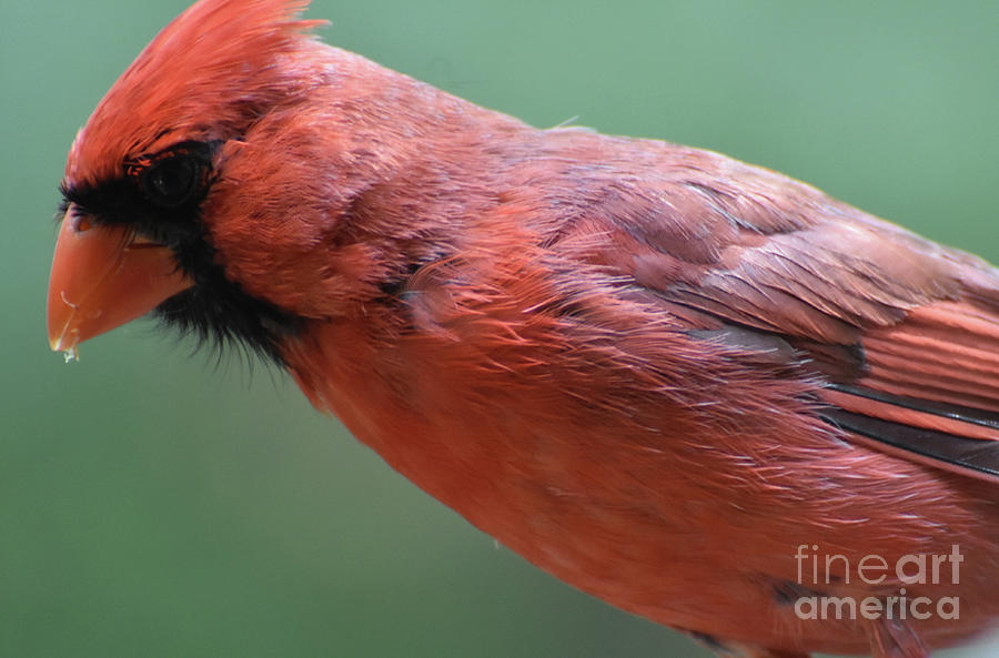Brilliant Red Feathers on a Cardinal in the Wild Photograph by DejaVu Designs