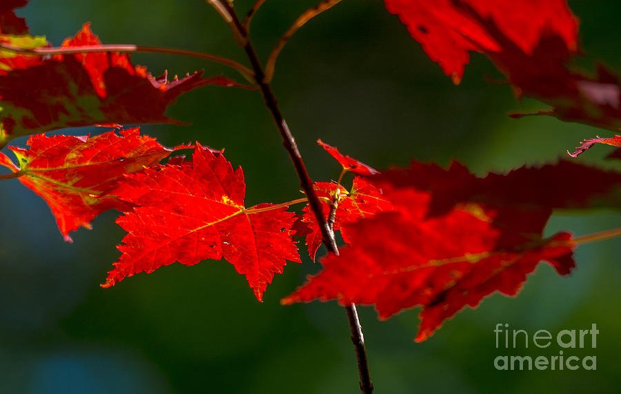 Fall Photograph - Brilliant Red Maple Leaves by Cheryl Baxter