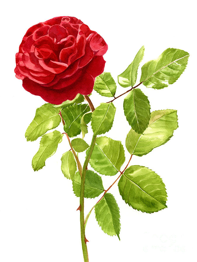 Brilliant Red Rose on a Stem Painting by Sharon Freeman