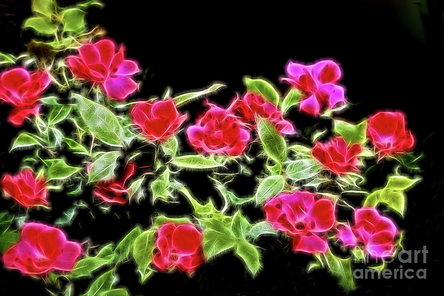 Brilliant Red Roses on Black Digital Art by Linda Phelps