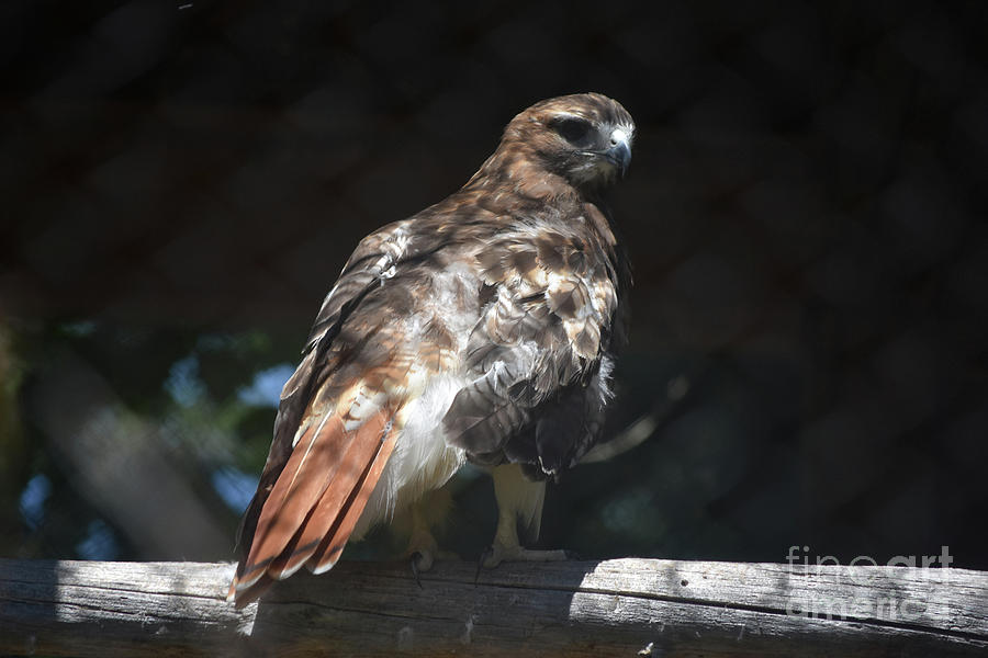Brilliant Red Tail Hawk Resting In Nature Photograph by DejaVu Designs
