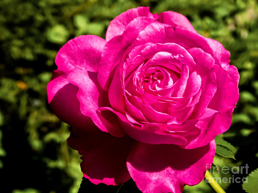 Brilliant Rose Photograph by Bob and Nancy Kendrick