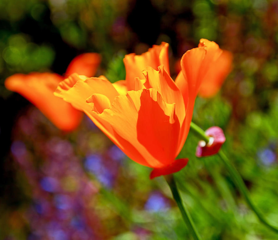 Brilliant Spring Poppies Photograph by Rona Black