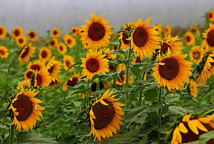 Brilliant Sunflower Field in Bllom Photograph by Karen McKenzie McAdoo