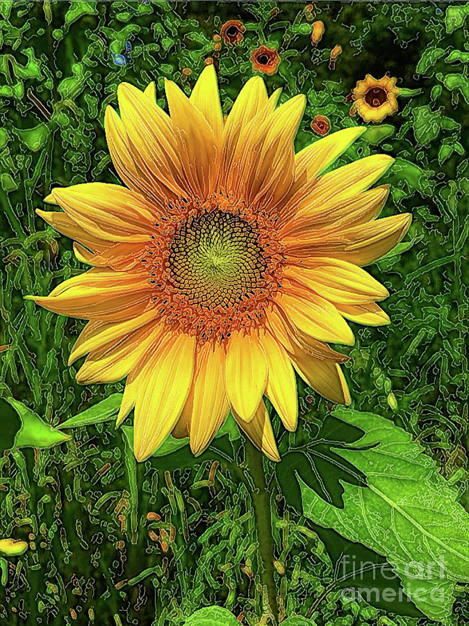 Brilliant Sunflower With Green Background Photograph