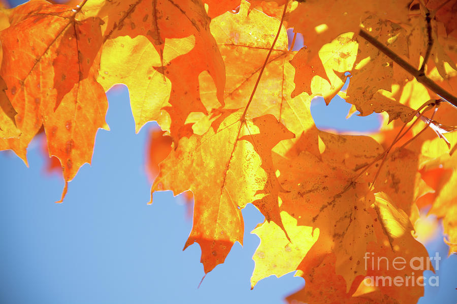 Brilliant Sunlit Maple Leaves Photograph by Cheryl Baxter