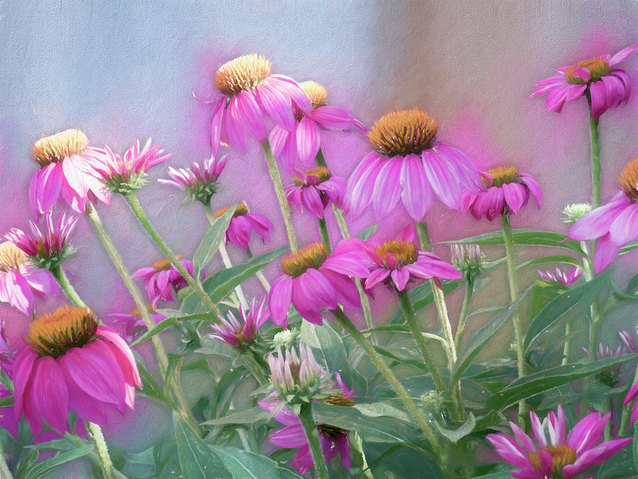 Brilliant Wild Berry Cone Flower Photograph by Leslie Montgomery
