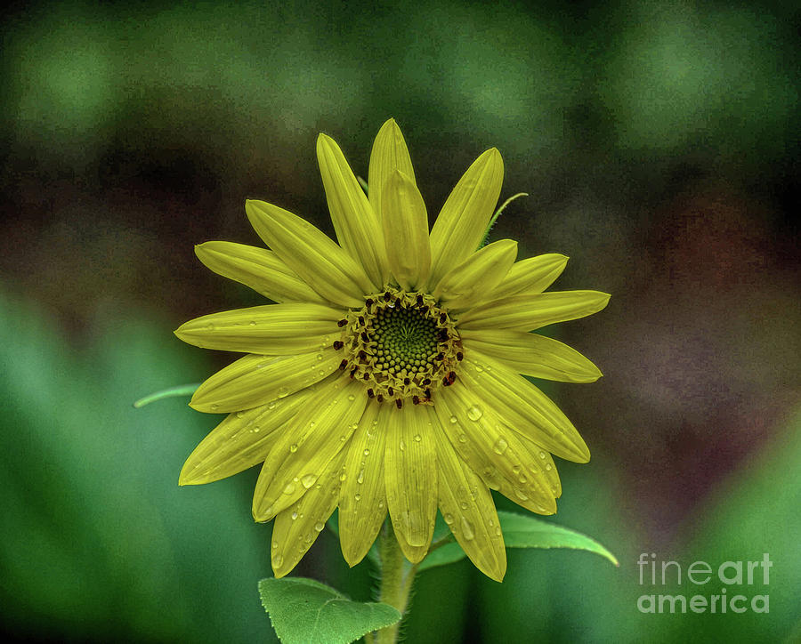 Brilliant Yellow Flower Photograph by Judy Hall-Folde
