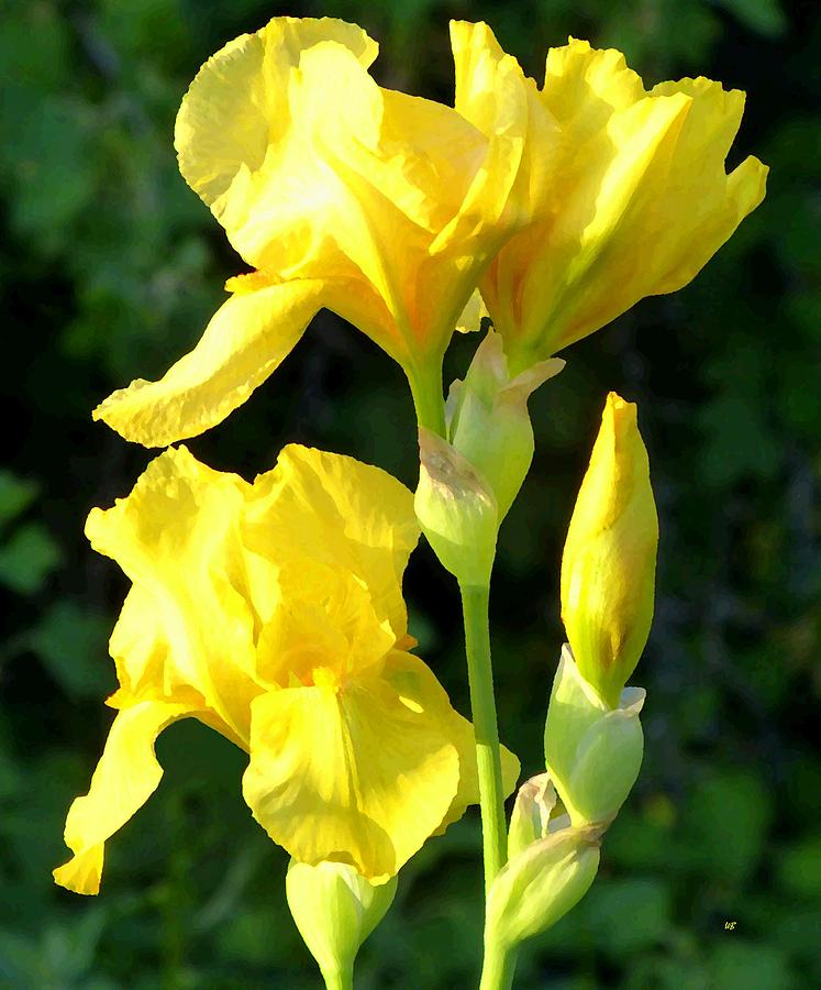 Brilliant Yellow Irises Digital Art by Will Borden