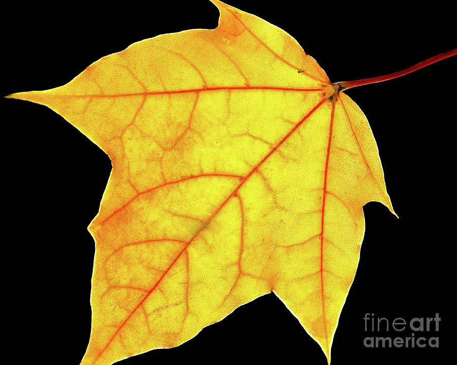 Brilliant Yellow - Autumn Foliage Nature / Botanical Photograph Minimalism Photograph by PIPA Fine Art - Simply Solid
