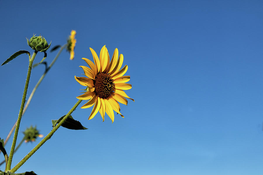 Brilliant Yellow Sunflower Against Blue Skies Photograph by Tony Hake