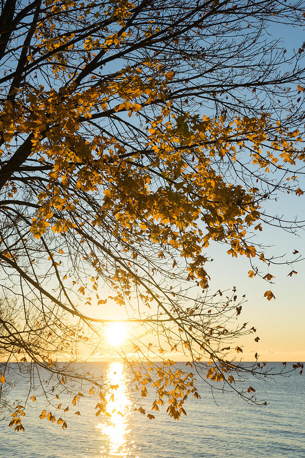 Brilliant Yellows and Blues - the Golden Maple on the Lake Shore Photograph by Georgia Mizuleva
