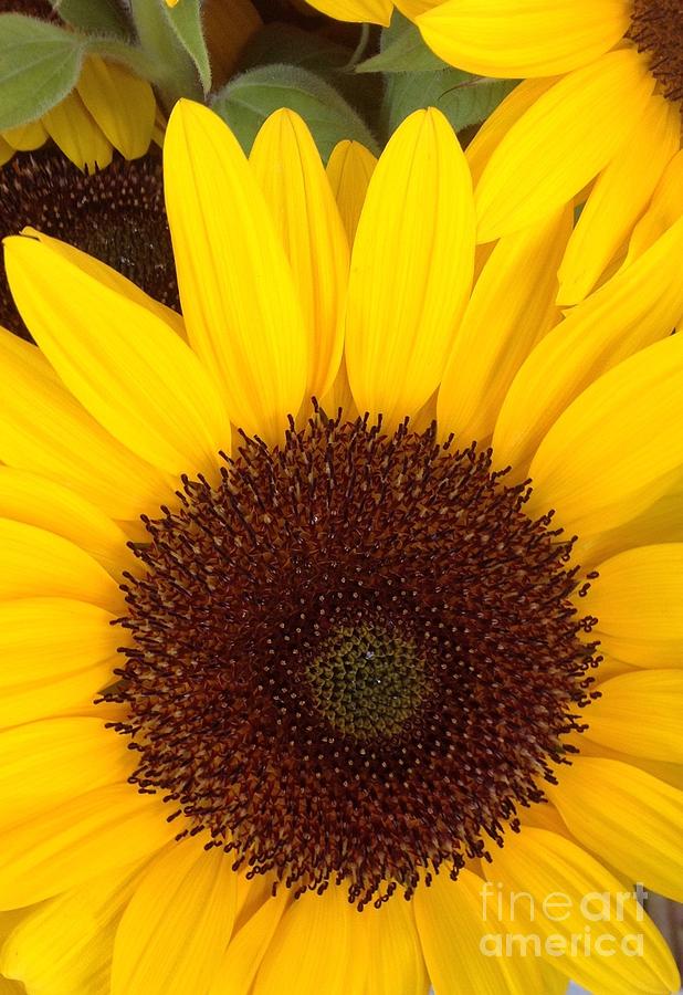 Brilliantly Bright Sunflowers  Photograph by By Divine Light