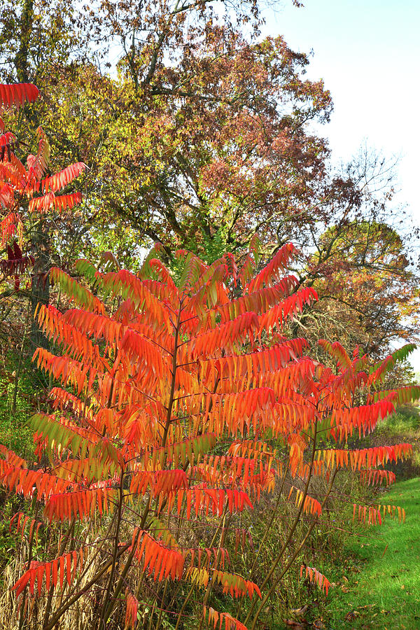 Brilliantly Colored Sumac in Chain-o-Lakes Photograph by Ray Mathis