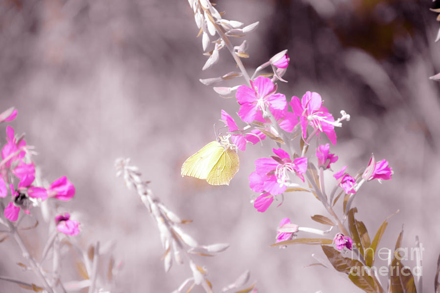 Brimstone butterfly Photograph by Amanda Mohler
